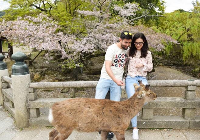 ruta por japón en quince días dos semanas