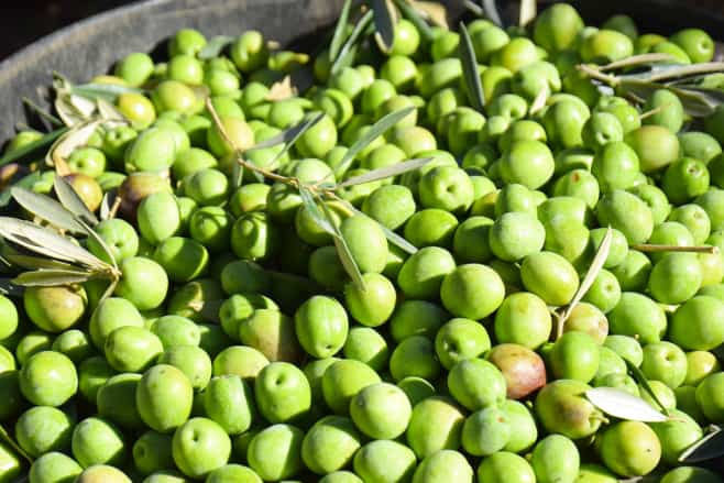 oleoturismo en sevilla hacienda guzman