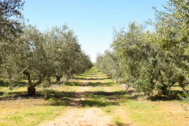 oleoturismo en sevilla hacienda guzman