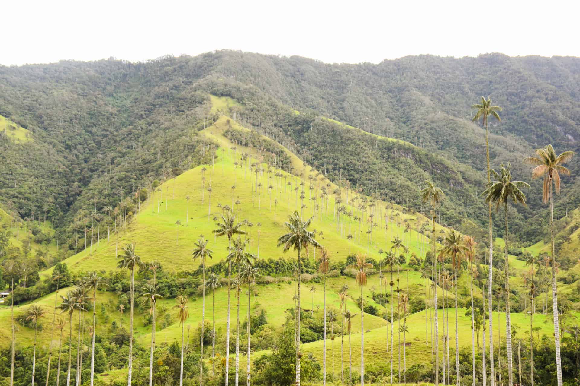 que ver en el eje cafetero colombia salento valle del cocora