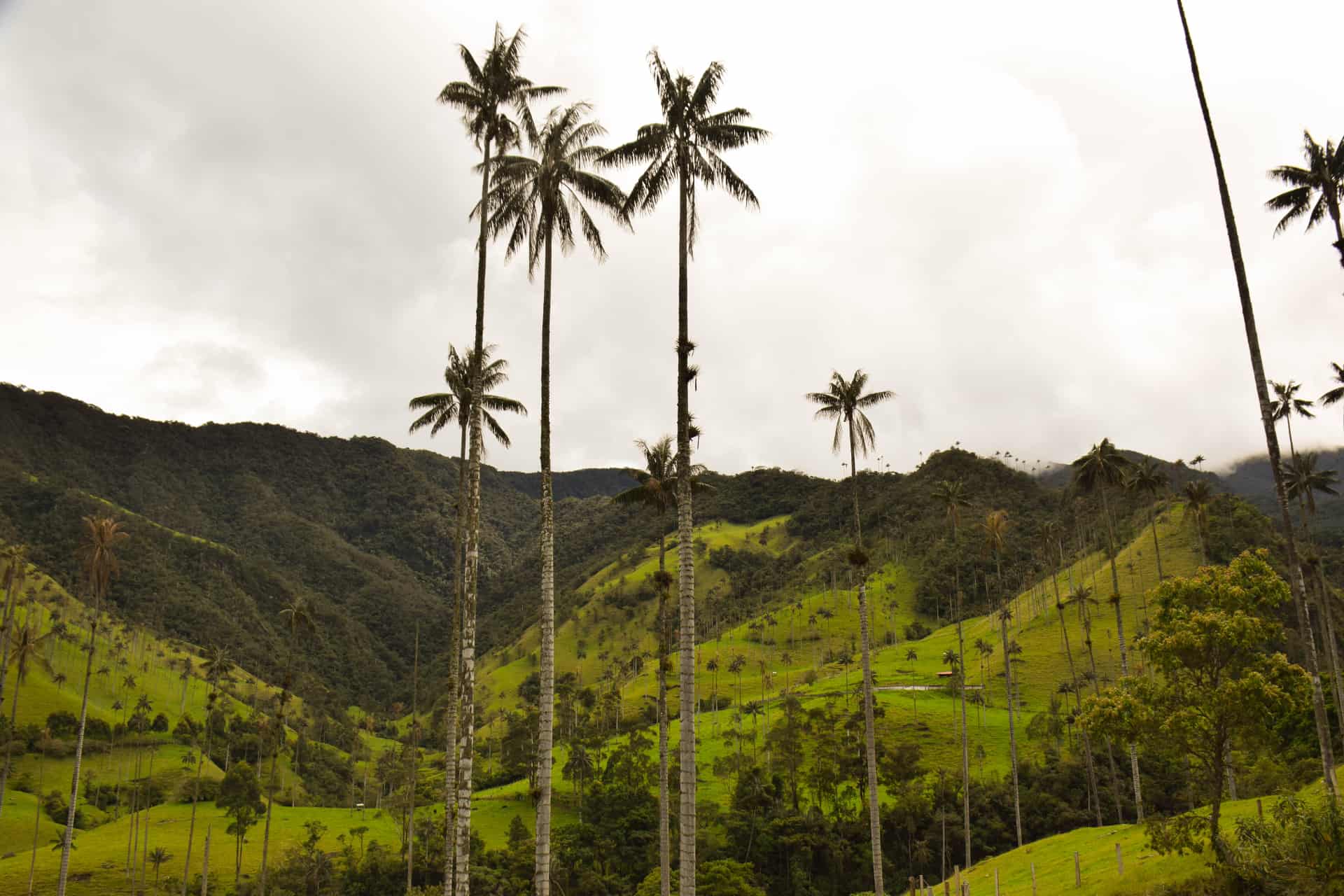 que ver en el eje cafetero colombia salento valle del cocora