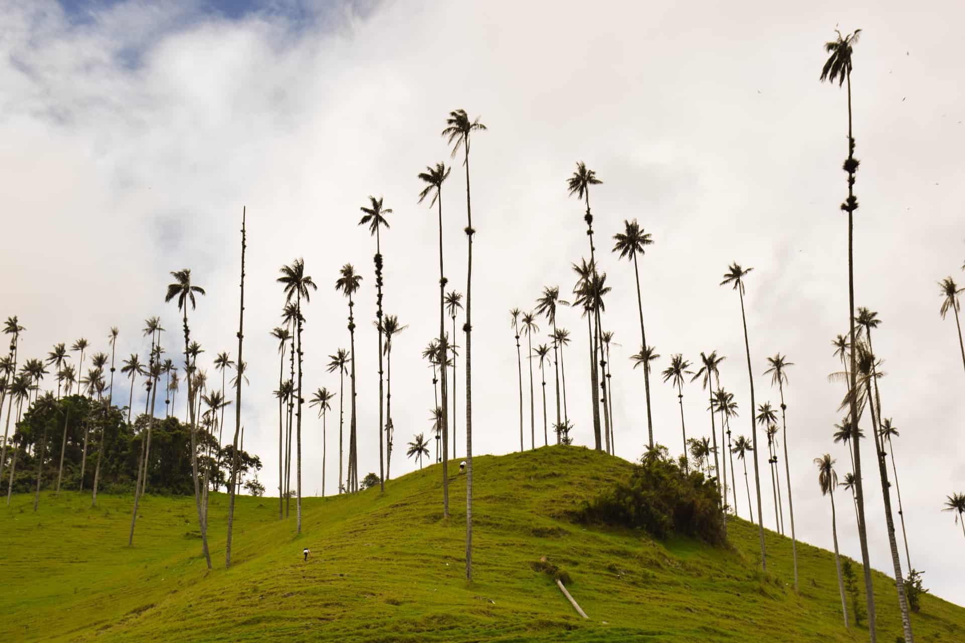 que ver en el eje cafetero valle del cocora