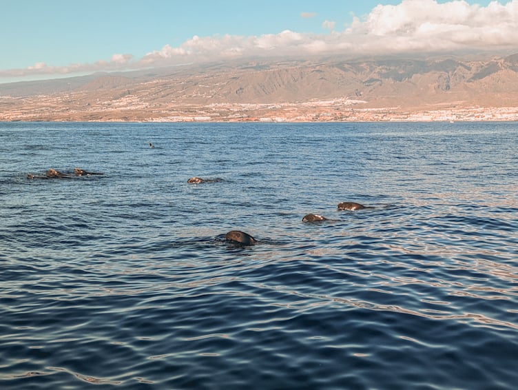 avistamiento de cetaceos en el sur de Tenerife