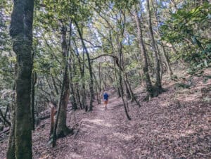 17 lugares que ver en Santa Cruz de Tenerife ️ - Imanes de viaje