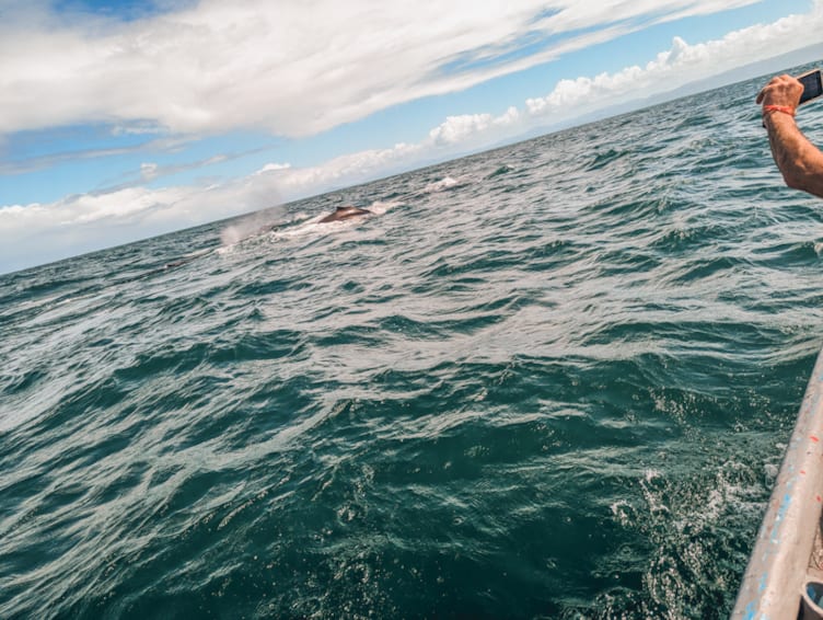 mejores excursiones en republica dominicana ver ballenas