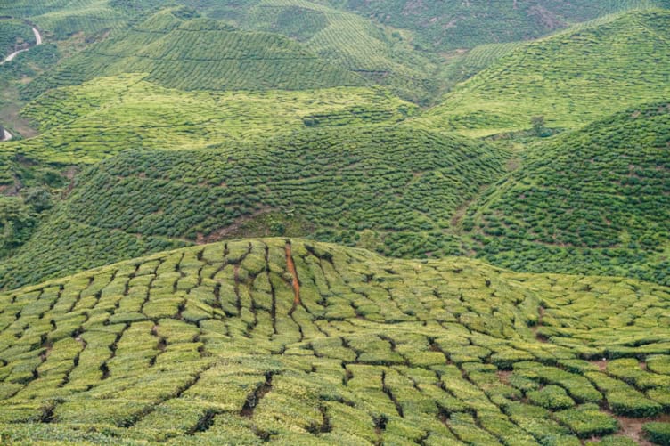 mejores excursiones desde kuala lumpur cameron highlands